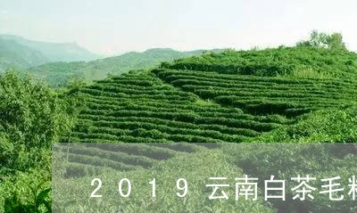 2019云南白茶毛料价格/2023033061806