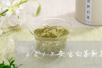 2019安吉白茶新茶价格/2023033013945