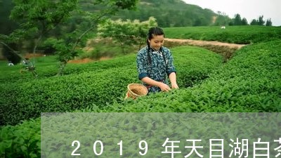 2019年天目湖白茶价格/2023033066151