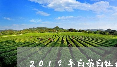 2019年白茶白牡丹价格/2023033098372