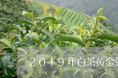 2019年白茶黄金芽价格/2023033063947