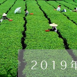 2019年的白茶饼多少钱/2023033025361