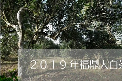 2019年福鼎大白茶茶叶/2023033006038