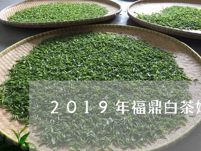 2019年福鼎白茶好不好/2023033089483