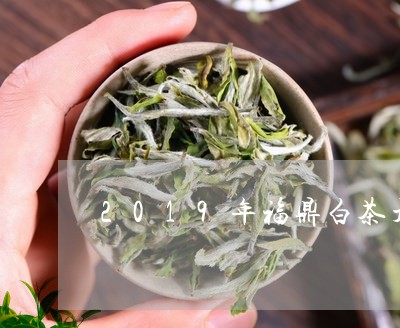 2019年福鼎白茶开茶节/2023033083026