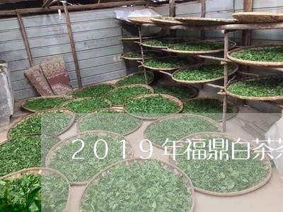 2019年福鼎白茶茶博会/2023033077248