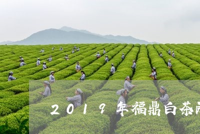 2019年福鼎白茶雨水多/2023033040405