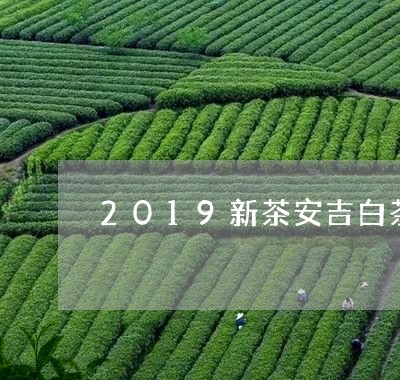 2019新茶安吉白茶雨前/2023033083157