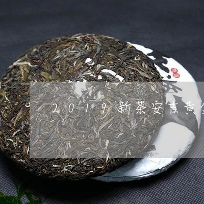 2019新茶安吉黄金白茶/2023033001836