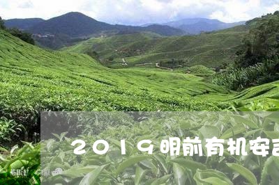 2019明前有机安吉白茶/2023033005946