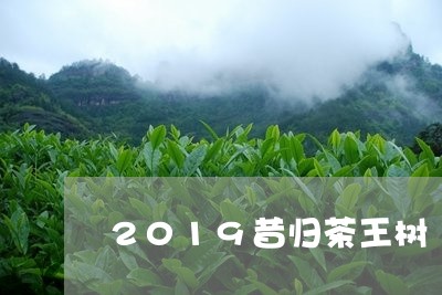 2019昔归茶王树/2023032288282