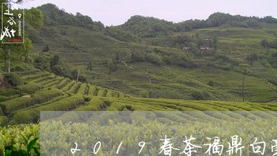 2019春茶福鼎白毫银针/2023033073148