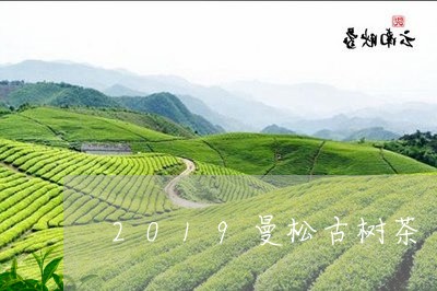 2019曼松古树茶/2023041470593