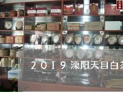 2019溧阳天目白茶价格/2023033031706