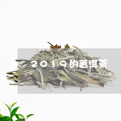 2019的普洱茶/2023031710027