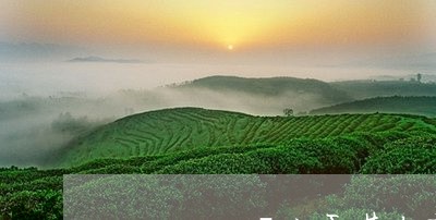 2019磻山雪芽白毫银针/2023033089684