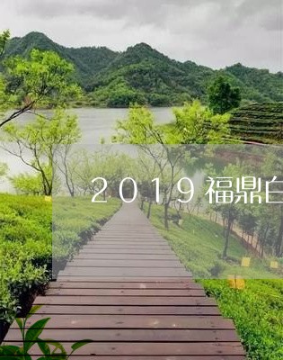 2019福鼎白茶值得存吗/2023033050581