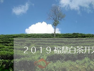 2019福鼎白茶开采时间/2023033087470