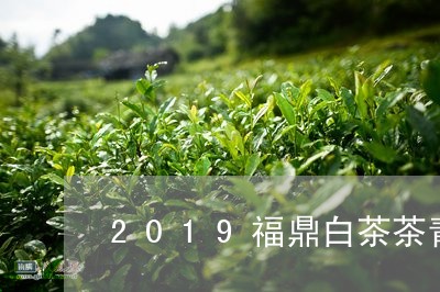 2019福鼎白茶茶青价格/2023033063725