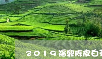 2019福鼎陈皮白茶价格/2023033033825