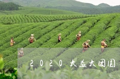 2020大益大团圆/2023032271615