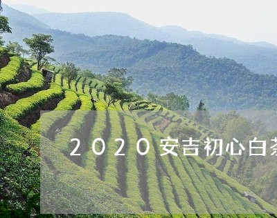 2020安吉初心白茶价钱/2023033095817