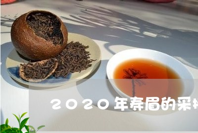 2020年寿眉的采摘季节/2023033038480