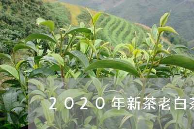 2020年新茶老白茶图片/2023033082605