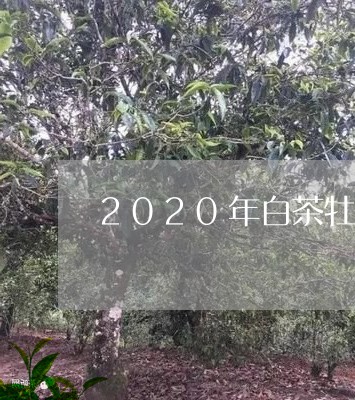 2020年白茶牡丹的价格/2023033037393