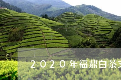 2020年福鼎白茶文化节/2023033086270