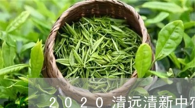 2020清远清新中宿白茶/2023033062726