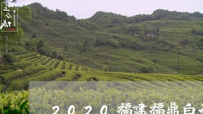 2020福建福鼎白茶口感/2023033026151