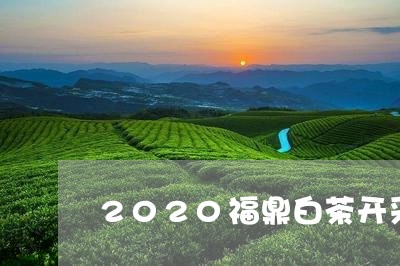 2020福鼎白茶开采时间/2023033069794