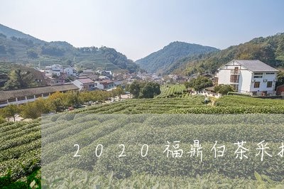 2020福鼎白茶采摘时间/2023033080603