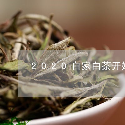 2020自家白茶开始采摘/2023033028151