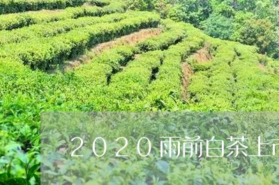 2020雨前白茶上市时间/2023033075036