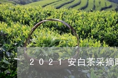 2021安白茶采摘时间/2023033083137