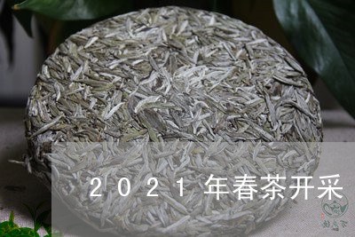 2021年春茶开采/2023032040682