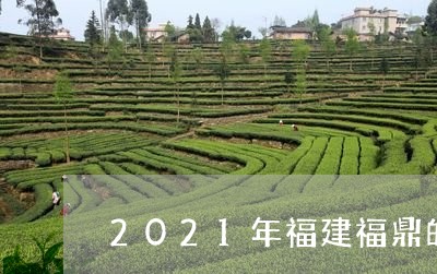 2021年福建福鼎的白茶/2023033098483