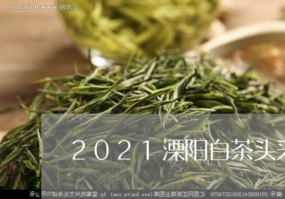 2021溧阳白茶头采时间/2023033097240