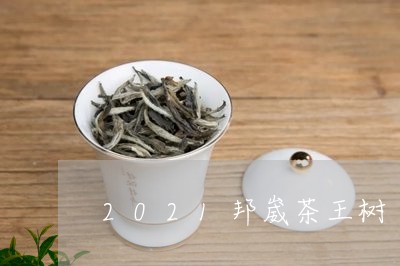 2021邦崴茶王树/2023031947272