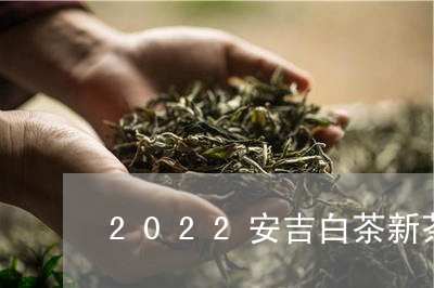 2022安吉白茶新茶上涨/2023033084835