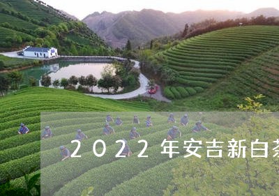 2022年安吉新白茶交易/2023033001648