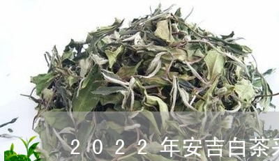 2022年安吉白茶采茶工/2023033019592