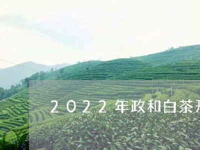 2022年政和白茶开茶节/2023033059582