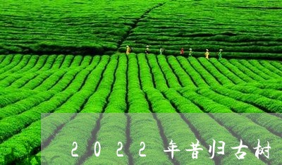 2022年昔归古树/2023041472935