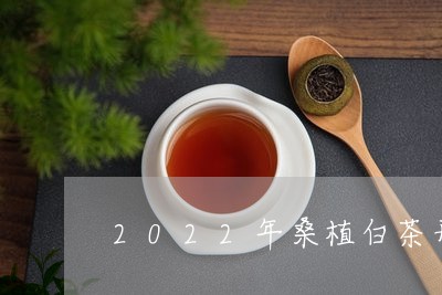 2022年桑植白茶开园节/2023033033826