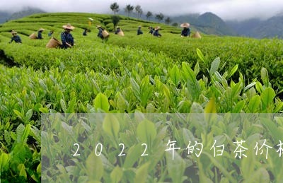 2022年的白茶价格走势/2023033077460