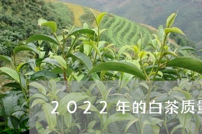 2022年的白茶质量如何/2023033014971