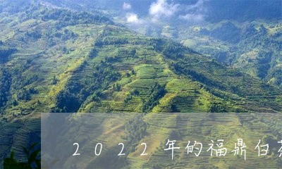 2022年的福鼎白茶好吗/2023033013950